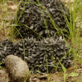 Phaonia errans