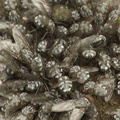 Phaonia errans