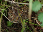 Poliste française - Polistes gallicus