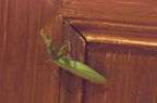 Mante religieuse - Mantis religiosa