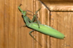 Mante religieuse - Mantis religiosa