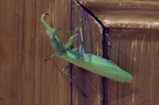 Mante religieuse - Mantis religiosa