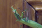 Mante religieuse - Mantis religiosa