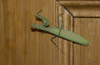 Mante religieuse - Mantis religiosa