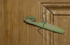 Mante religieuse - Mantis religiosa