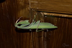 Mante religieuse - Mantis religiosa