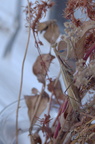 Mante religieuse - Mantis religiosa