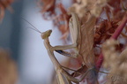Mante religieuse - Mantis religiosa