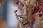 Mante religieuse - Mantis religiosa