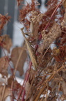 Mante religieuse - Mantis religiosa