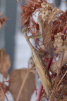 Mante religieuse - Mantis religiosa