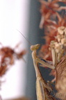 Mante religieuse - Mantis religiosa
