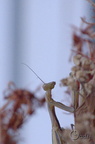 Mante religieuse - Mantis religiosa