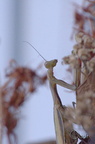 Mante religieuse - Mantis religiosa