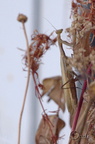 Mante religieuse - Mantis religiosa