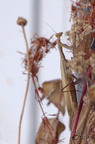 Mante religieuse - Mantis religiosa