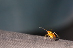Miride rouge - Deraeocoris ruber