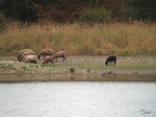 Ragondin - Myocastor coypus