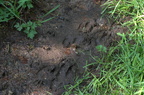 Sanglier d'Europe - Sus scrofa