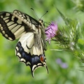 Machaon - Papilio machaon