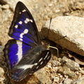 Grand mars changeant - Apatura iris