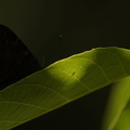 Paon du jour - Aglais io
