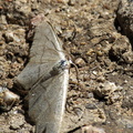 Phalène des pâturages - Scopula immutata