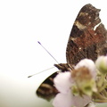 Paon du jour - Aglais io