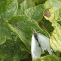 Piéride de la rave - Pieris rapae