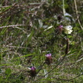 Piéride de la rave - Pieris rapae