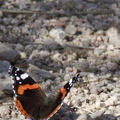Vulcain - Vanessa atalanta