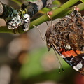 Vulcain - Vanessa atalanta