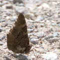 Paon du jour - Aglais io