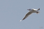 20131214144204-c747feac